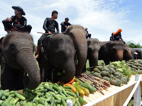 Would you pay more for coffee made from elephant dung? (Getty)
