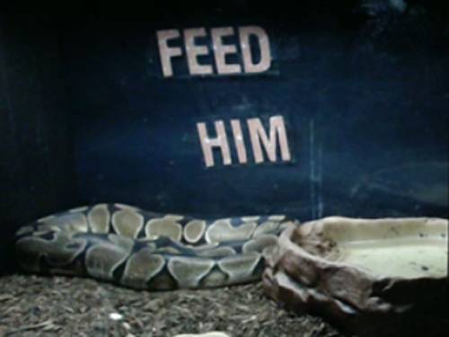 A screenshot of the satirical website.