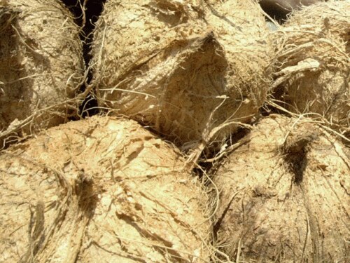 Scientists found that when coconut oil was treated with digestive enzymes it became a powerful killer of mouth bugs. (Getty Images)