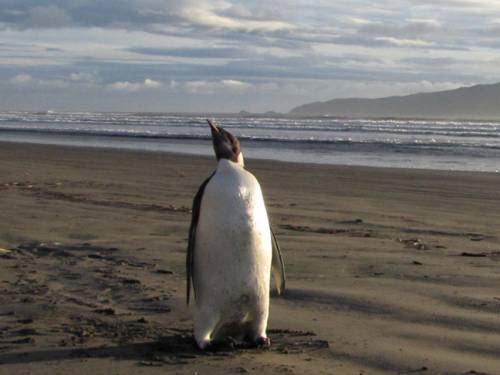 The bird stood more than a metre tall and was slimmer than modern penguins, with a long beak and flippers. (File: AAP)