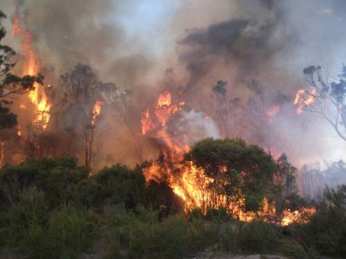 bushfires in nsw