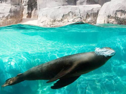 Impressive as the California sea lion is for diving skills, it is still outstripped by the emperor penguin, which can reach more than 500 metres, and the elephant seal, which can forage at more than 1500 metres. (Getty)