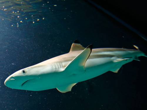 Sharks were traditionally thought to have very poor vision but research over the past 20-30 years has shown this is not the case. (Getty)