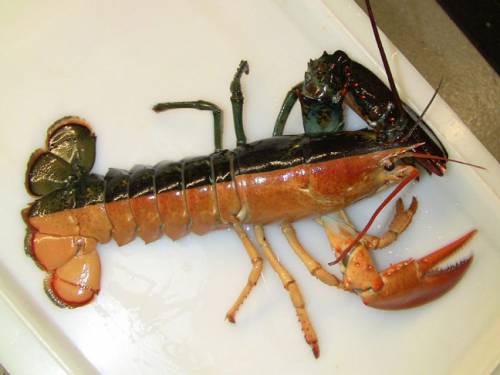 A black and orange lobster was found in Atlantic waters in Massachusetts. (AAP)