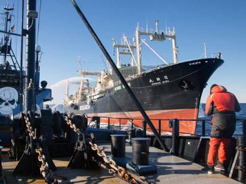 The conservationist group Sea Shepherd says Japanese whalers have left the Southern Ocean. (AAP)