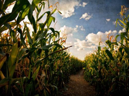 The US government has slashed its expectations for corn and soybean production. (Getty)