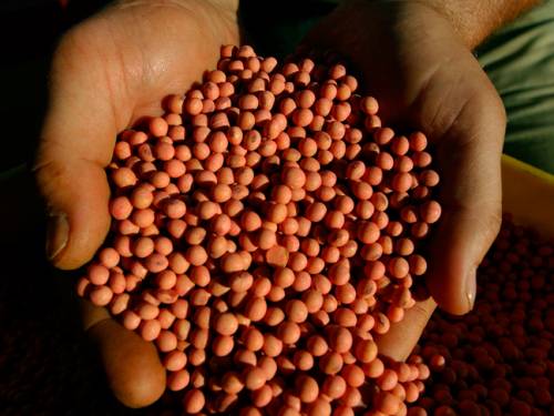 Genetically modified soybeans seeds are held by an agriculture engineer in Brazil. (AP)