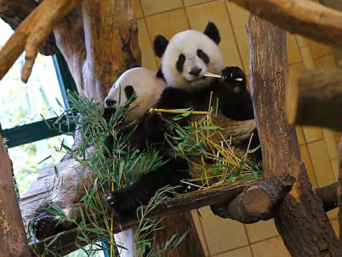A study in China's northwestern Qinling Mountains predicts a