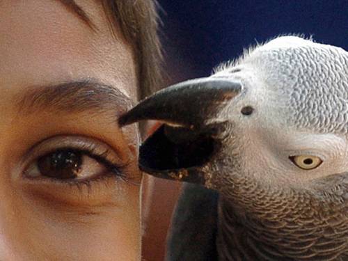 Human children only do as well as the parrots from about the age of three, scientists claim. (Getty Images)