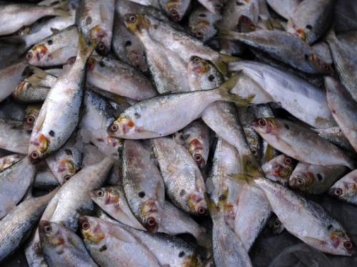 Are any of these fish sustainable? A seafood guide might help you figure it out, but it might not. (Getty)