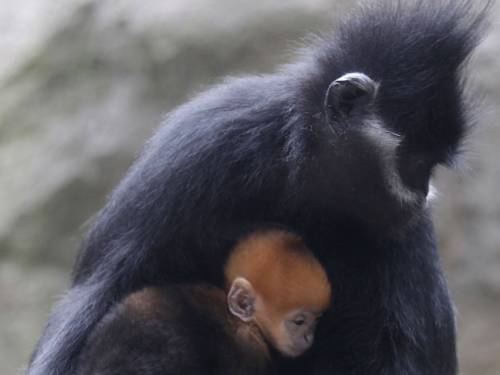 The primate birth control program has been hailed a success. (AAP)