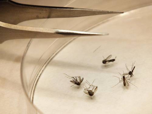 Mosquitos are sorted at the Dallas County mosquito lab. (AAP)