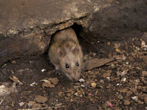 No one knows just how many rats there are in the New York City, with experts at odds over the accuracy of one common estimate suggesting there is at least one rat for each of the city's eight million human residents. (AAP)