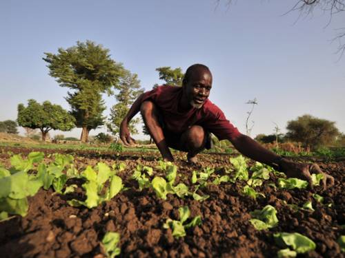 A farmer plants lettuces in Niger, a country frequently affected by food crises. (Getty Images)