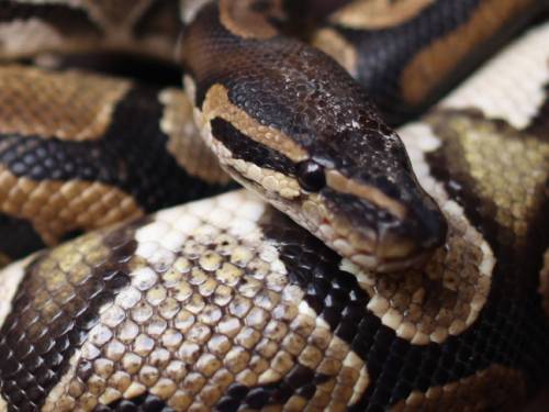Snakes with the disease start to display strange behavioural traits, such as