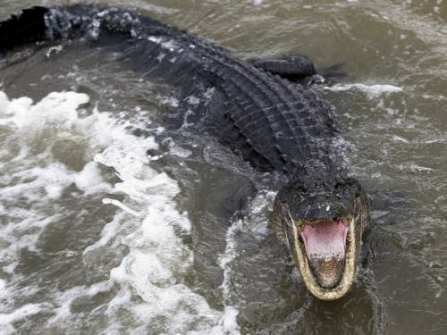 Alligator Biting