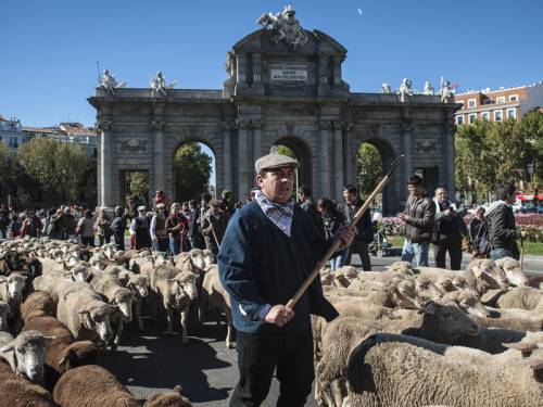 Spanish shepherds led a flock of sheep through Madrid in defence of their ancient droving rights. (AAP)