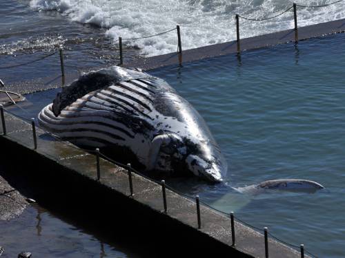 A dead humpback whale has been washed out of the ocean pool and onto Newport Beach in Sydney (AAP)