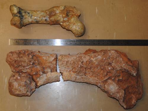 A cattle station worker has unearthed a fossilised skeleton of a huge wombat-like creature. (AAP)