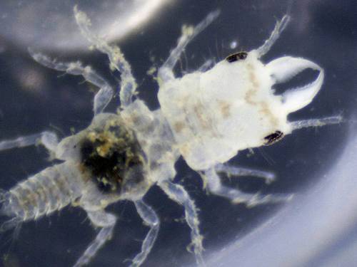 A blood-sucking parasite that infests fish has been named in honour of reggae star Bob Marley. (AAP)