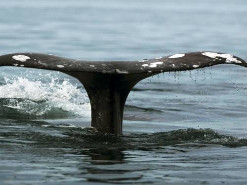 South Korea says it plans to start whaling following the lead of Japan's controversial expeditions. (AAP)