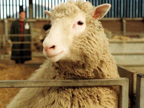 Professor Keith Campbell, who oversaw the scientific research that helped create Dolly, has died. (AAP)