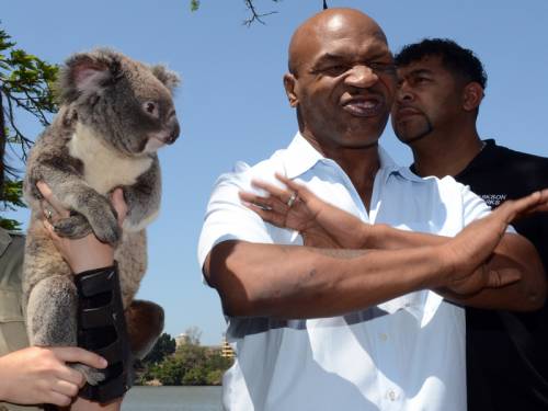 Former boxing champion Mike Tyson refused to touch a Koala during a media call in Brisbane. (AAP)
