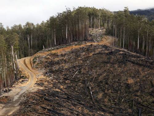 A leak from the Tasmanian forest peace talks sparked fears the logging industry will cease to exist. (AAP)