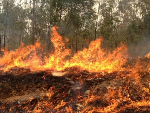 Two firefighters have been killed while battling a large bushfire in Victoria's alpine region. (AAP)