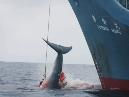 The opposition says an Australian customs vessel must monitor the whale hunt in the Southern Ocean. (AAP)