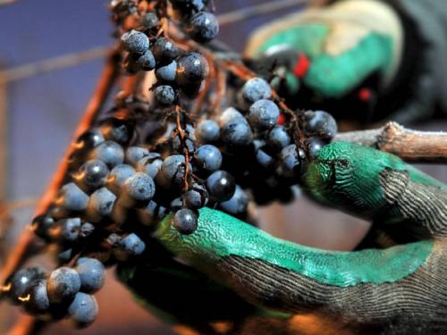 Treasury Wine Estates says Asian markets are growing as demand for premium red wine increases. (AAP)