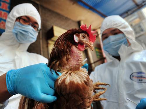 A 61-year-old woman from northern China has been confirmed as having the H7N9 bird flu virus. (AAP)