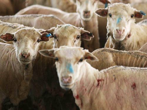 Australian sheep denied access to Bahrain are being unloaded in Pakistan for an alternative buyer. (AAP)