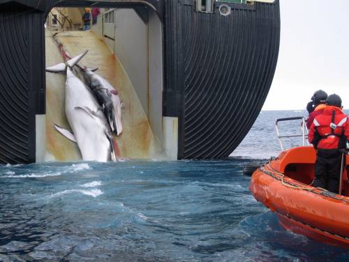 South Korea's backflip on whaling plans is a massive relief, Environment Minister Tony Burke says. (AAP)