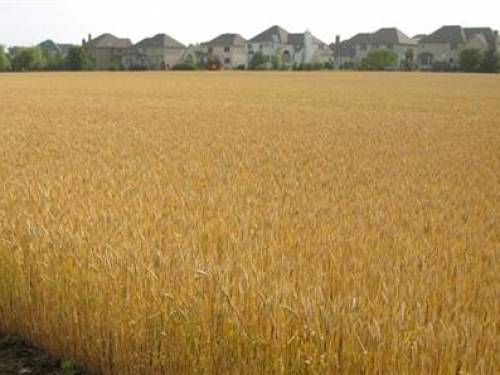 Results of the study could help prevent crop losses and avoid environmental, health and financial costs associated with using pesticides. (File Reuters)