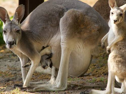 A Queensland man has dramatically rescued a kangaroo after it bounded into the surf on the Gold Coast's Kirra Beach
