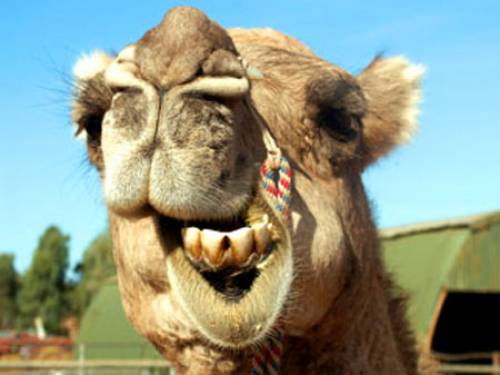 Kevin Rudd has been condemned by US TV anchor Erin Burnett over plans for a camel cull in the outback
