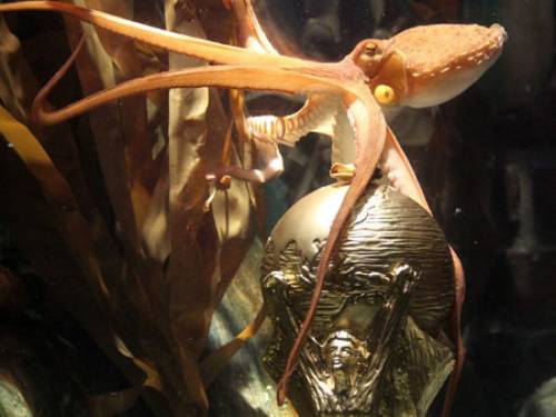 The psychic octopus made famous during the World Cup. (FILE)