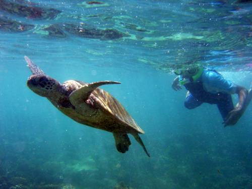 A turtle and diver at Ningaloo Reef, Western Australia (AAP)