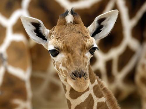 One of the giraffes died within hours of the incident and the second was found dead on Monday morning. (AAP)