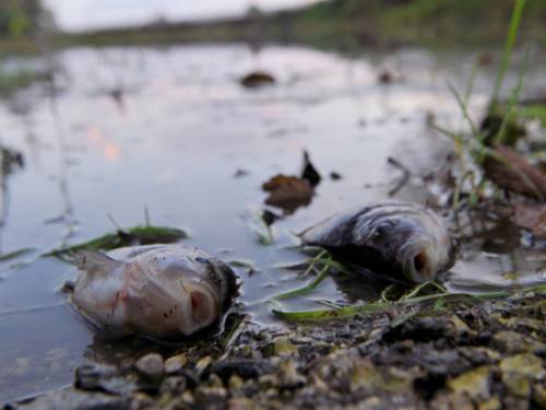dead aquatic life