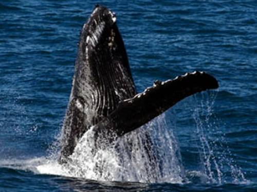 Humpback whales are currently migrating north along the east coast of Australia to breeding grounds in warmer waters. (AAP)