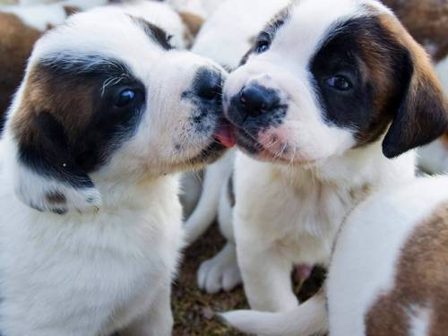 In research that will excite internet users everywhere, scientists have found human attention becomes more focused after viewing cute photo images of baby animals. (Getty Images)