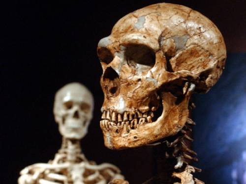 By the time homo erectus emerged around 1.9 million years ago, the skeleton had changed significantly. (AAP)