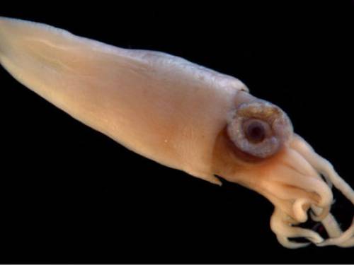 Squids in - NASA hopes to learn from the creatures' bacteria. (EPA)