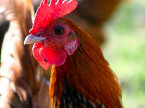 The birds were altered by a new gene that makes a