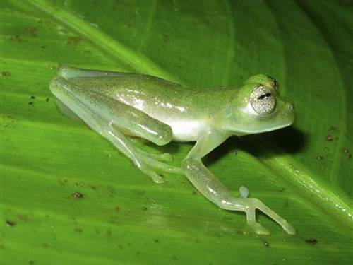 Estimates have varied wildly from 3 million species to 100 million. (Reuters)