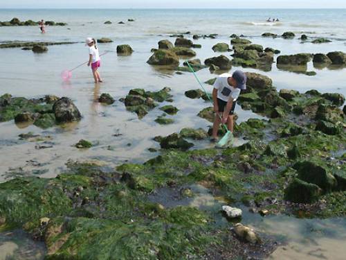 Intensive agriculture has been blamed for a steep rise in the amount of seaweed on beaches