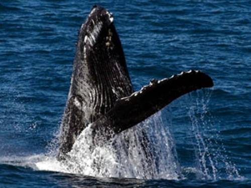 Japan will propose scaling down its troubled annual whale hunt in Antarctica on condition it is allowed to whale commercially in its own coastal waters.
