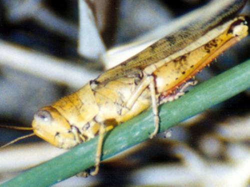 A locust swarm covering an area of one square kilometre couldeat up to 10 tonnes of vegetation every 24 hours (AAP).